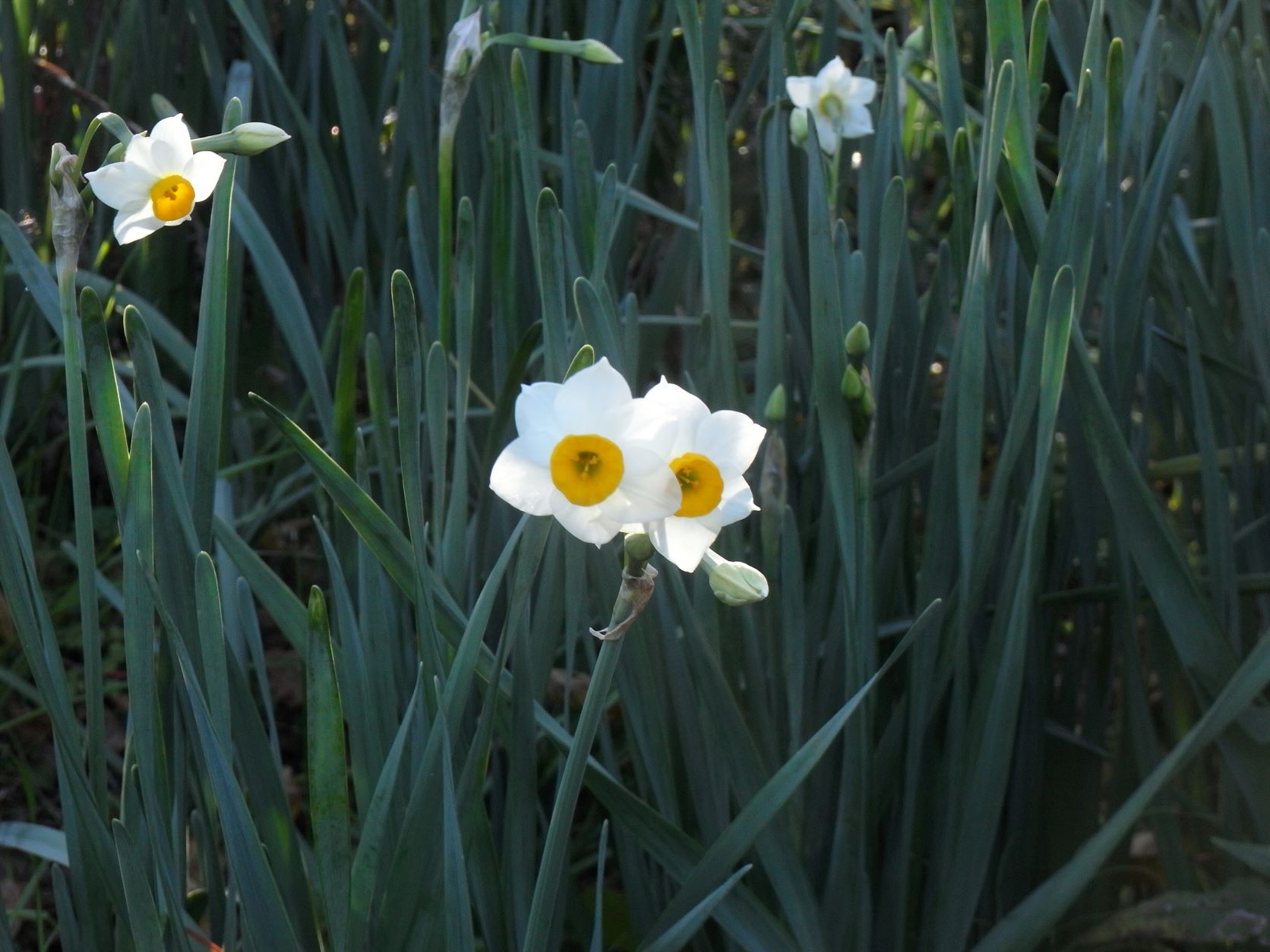 切り頃のスイセン2