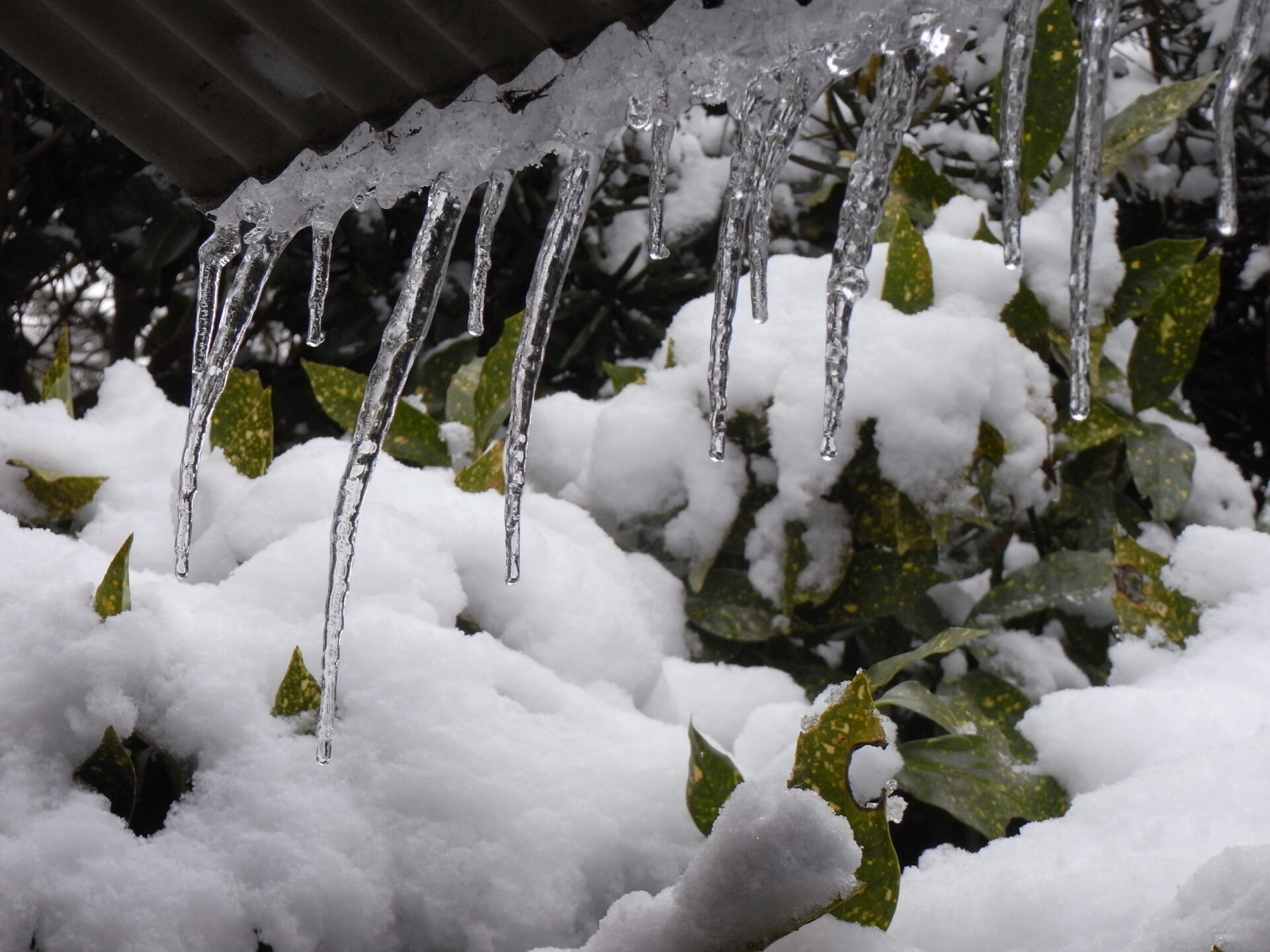 とうちゃんのaaSosa_tayori2026_２