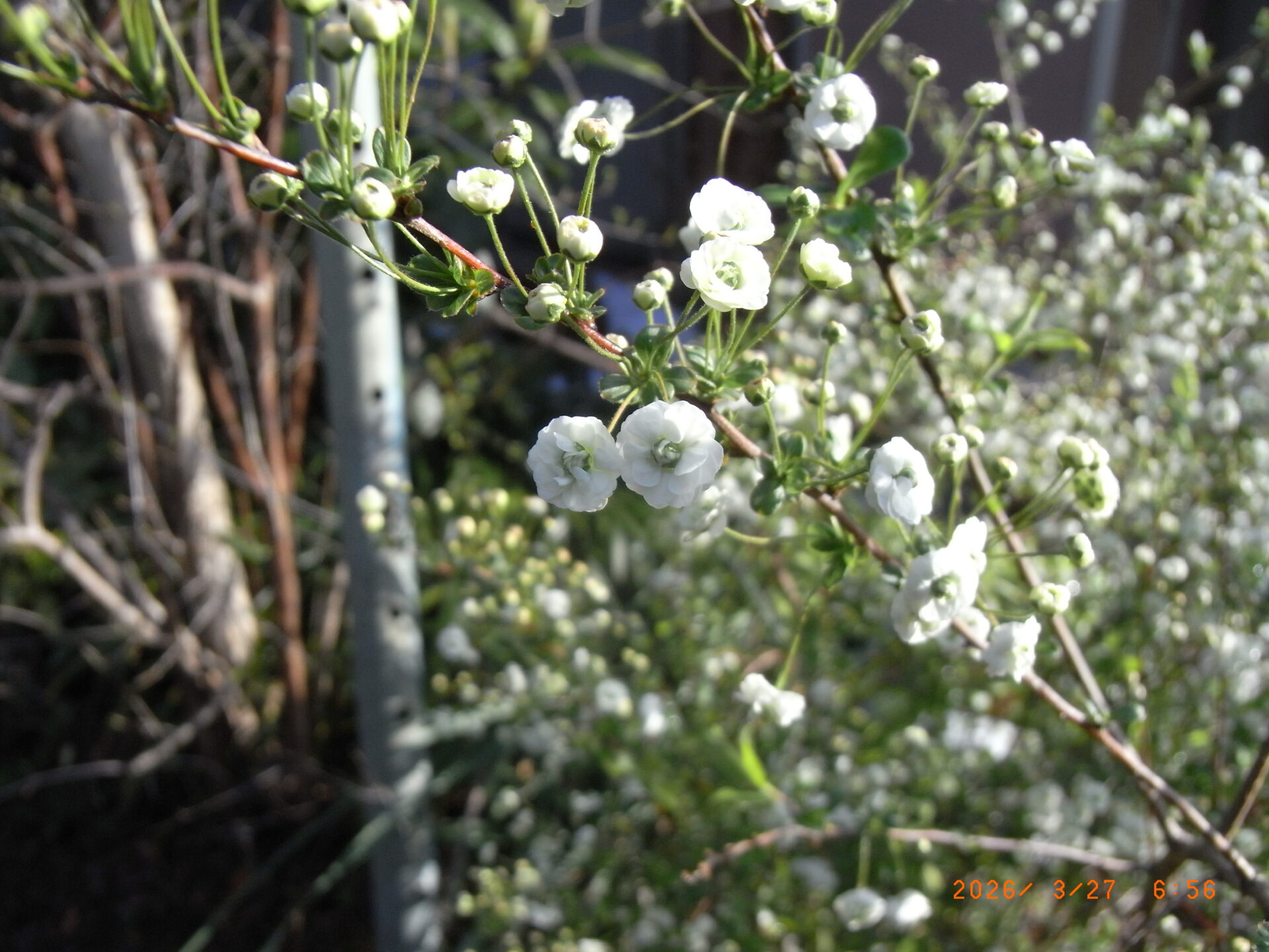 とうちゃんのaaSosa_tayori_2026_4